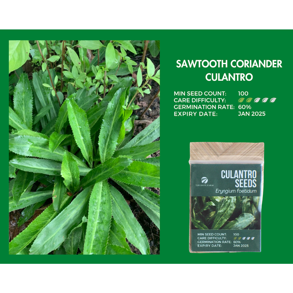 SAWTOOTH CORIANDER Seeds Culantro (The Basil Farm) Shopee Philippines