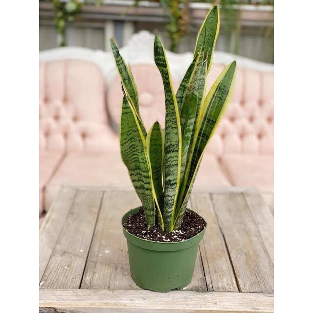 Snake Plant Sansevieria Trifasciata (3-4 Leaves - 30-50 cm) with FREE ...