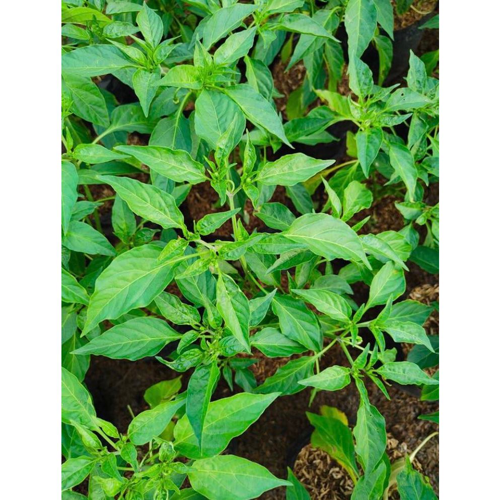 Siling Pansigang/Siling Haba with FREE plastic pot and marble chip ...