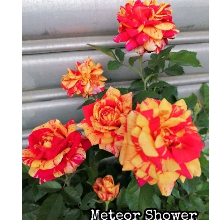 meteor shower rose(smallpot) | Shopee Philippines