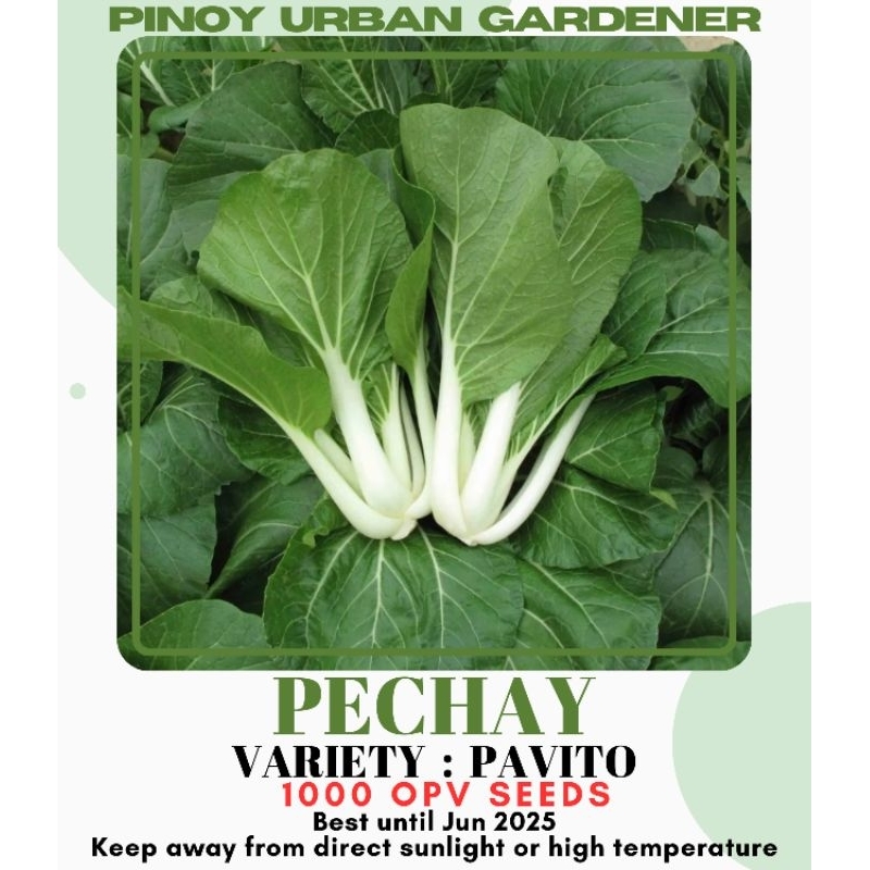 Vegetable Seeds Pechay Kamatis Sili Talong Ampalaya kangkong Okra Sitaw