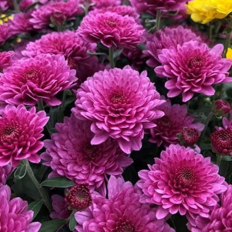 Malaysian Mums (Pink/Violet Flowers - Live Plant 2-3 Stems) with FREE ...