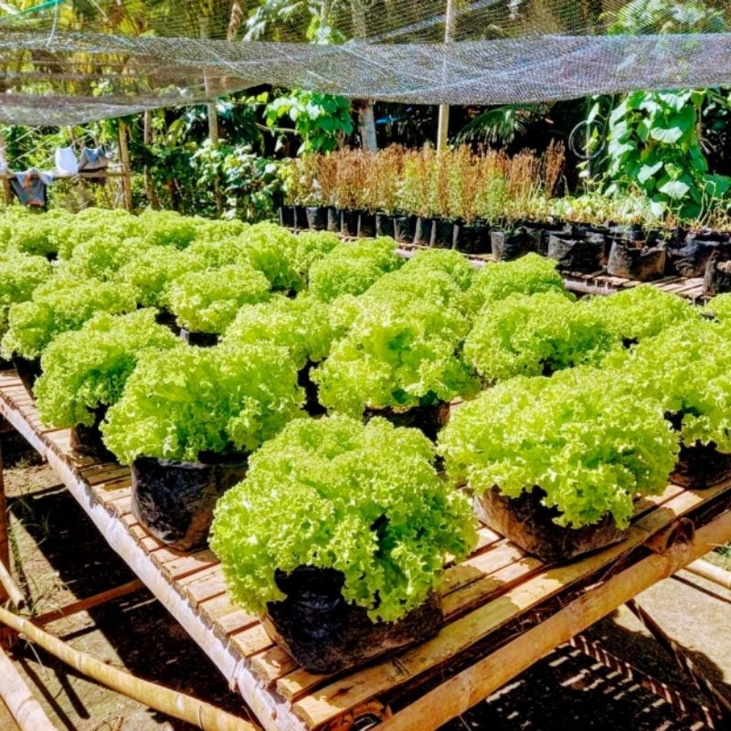 Lettuce Seeds Lollo Bionda Estrosa Re Packed Shopee Philippines 0173