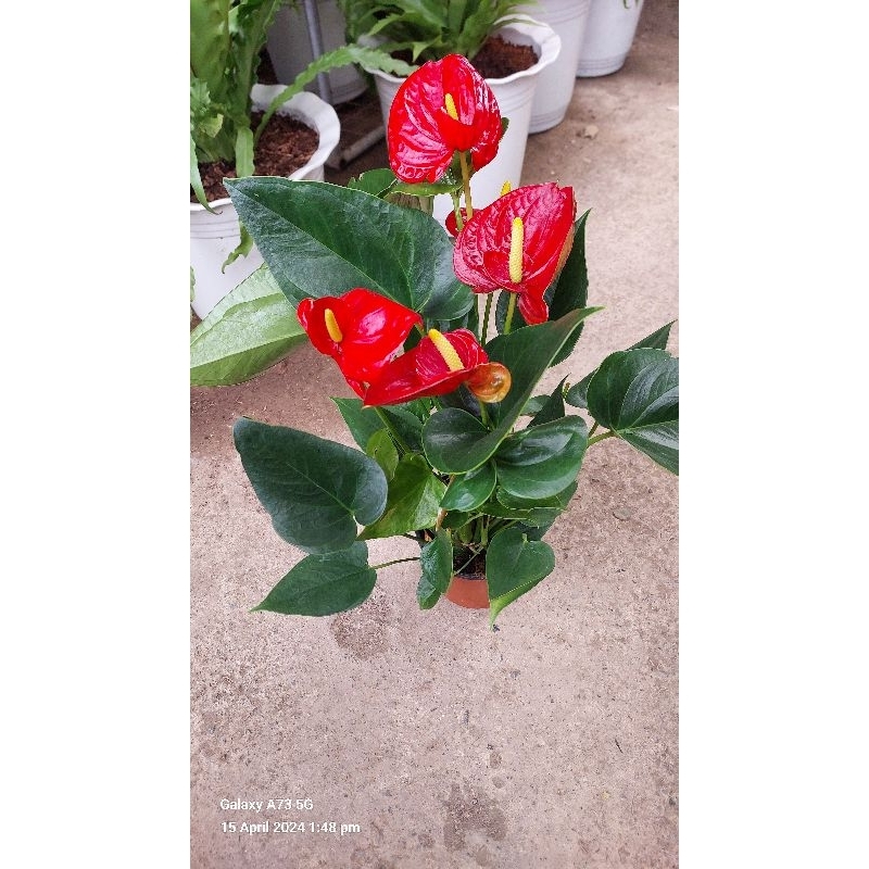 Double Success Anthurium (double petals) | Shopee Philippines