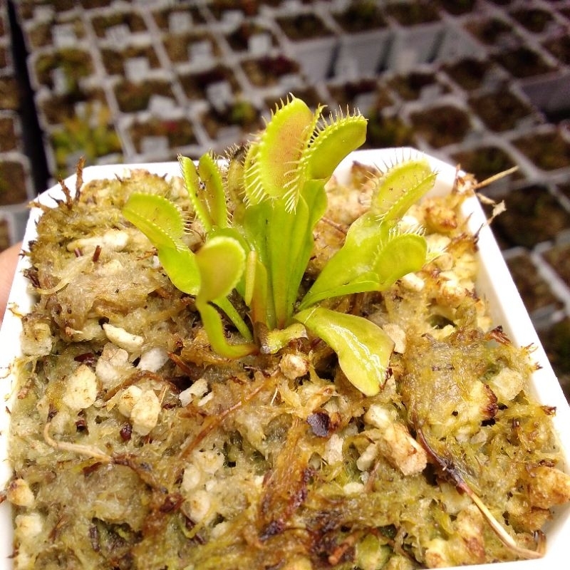 Venus Flytrap / Carnivorous Plants DIABLO (plant eating insect seedling ...