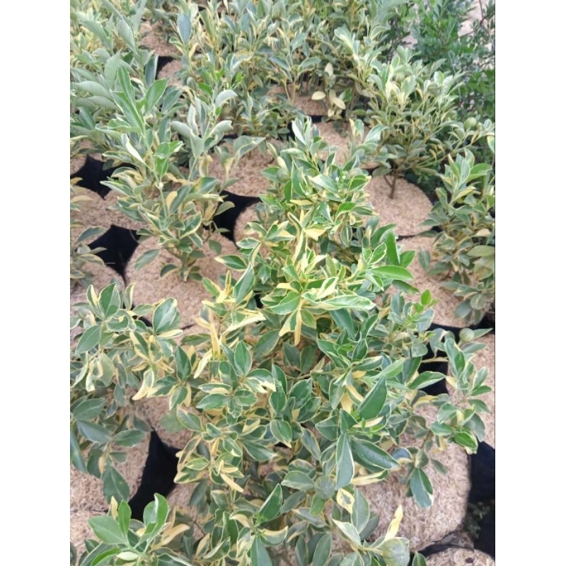 Seeds Available in poly bag with fruits Variegated Calamansi | Shopee ...