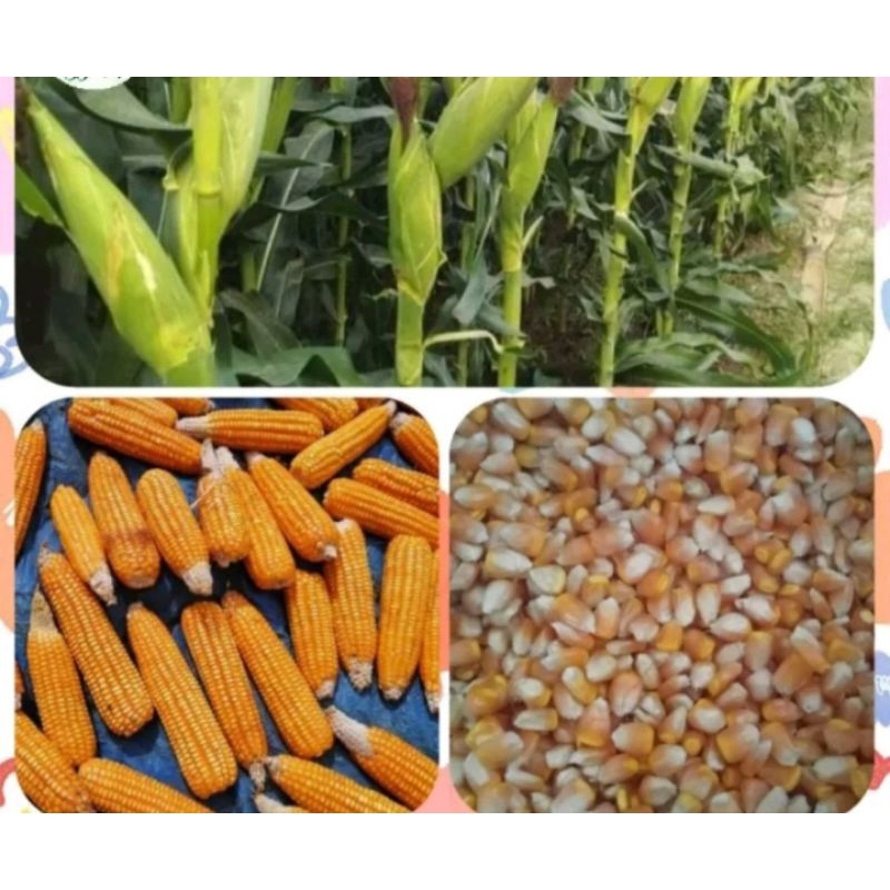 Dekalb Corn Seeds for Planting(500Seeds per pack) | Shopee Philippines