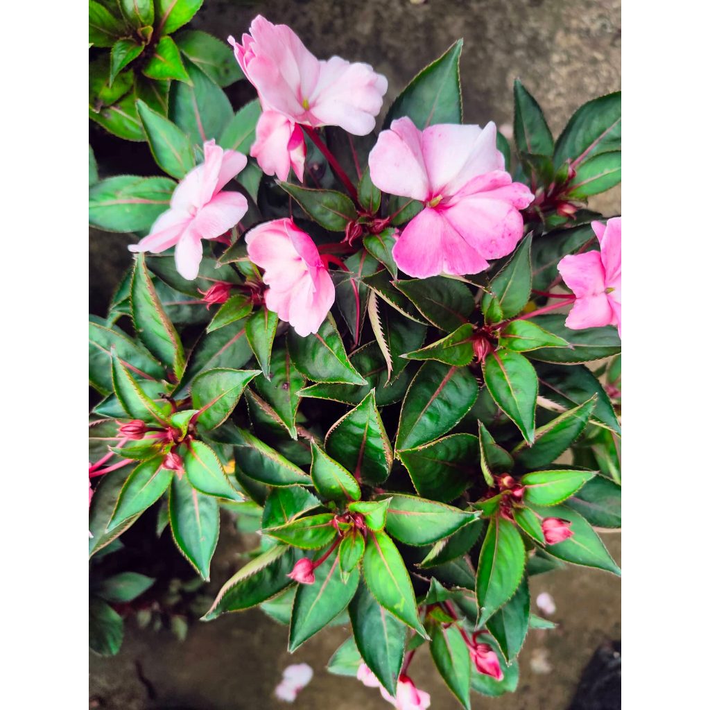 Impatiens Pink Promise with FREE garden soil, plastic pot and marble ...