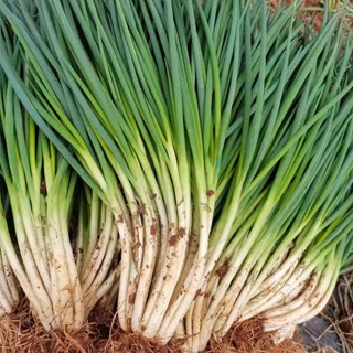 (500 SEEDS) DAHON NG SIBUYAS/BUNCHING ONION /JAKKOU VARIETY/EASY TO ...