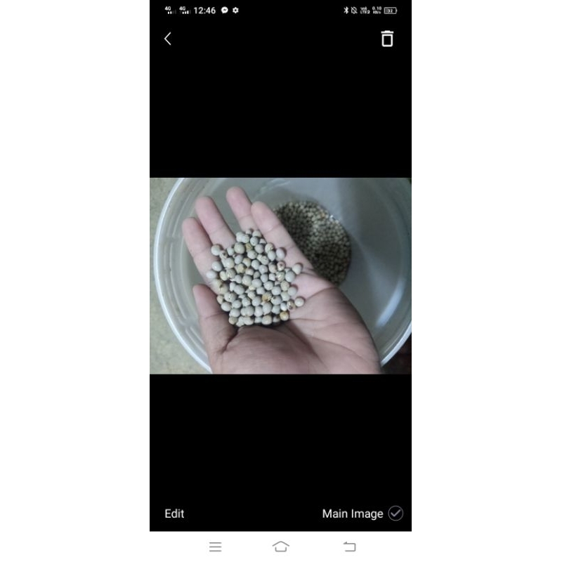 Kardis seeds/Kadyos seeds for planting (100seeds/pack) | Shopee Philippines