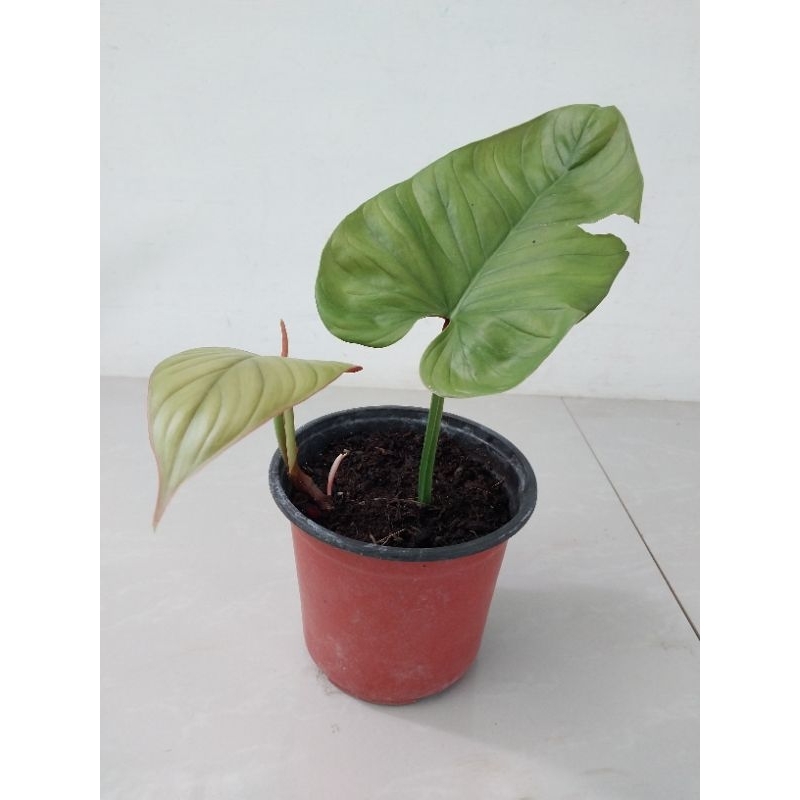 Ernestii philodendron / Philodendron Ernestii Red | Shopee Philippines