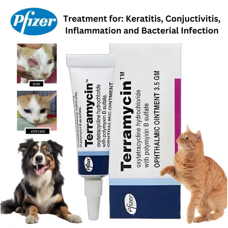 Terramycin Ophthalmic Ointment Conjunctiva for Dog and Cat for Eye