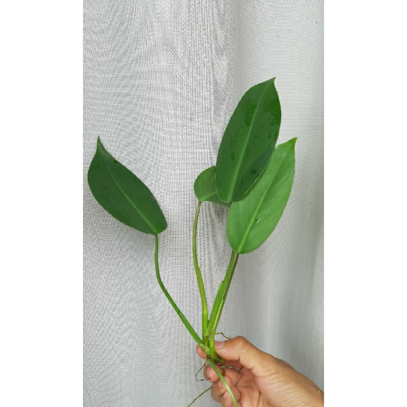 plant scarlet runner beans Scarlet Runner Bean Vegetable Seeds for Planting – Heirloom, Non-GMO, –  Pure Asia Seeds main image 1