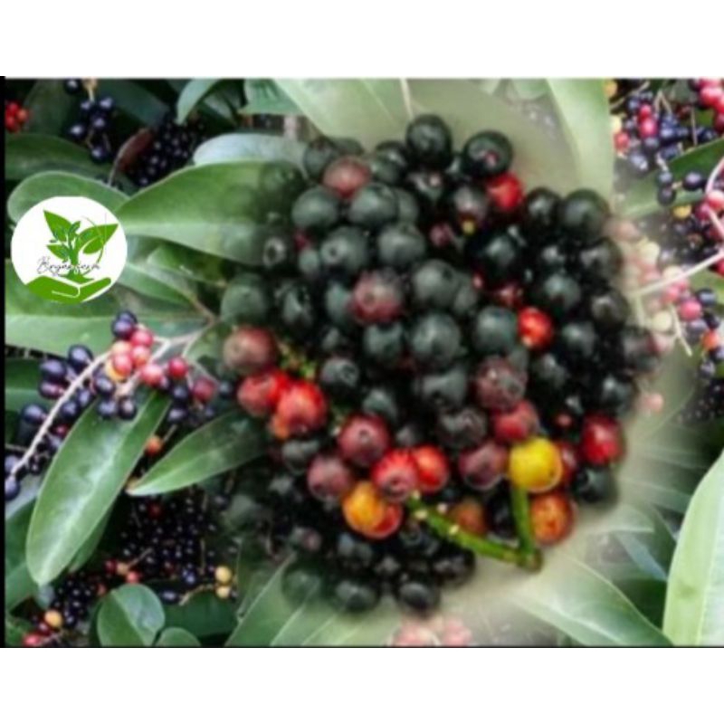 Bugnay/Bignay seeds/Wild cherry(10 PCs) | Shopee Philippines