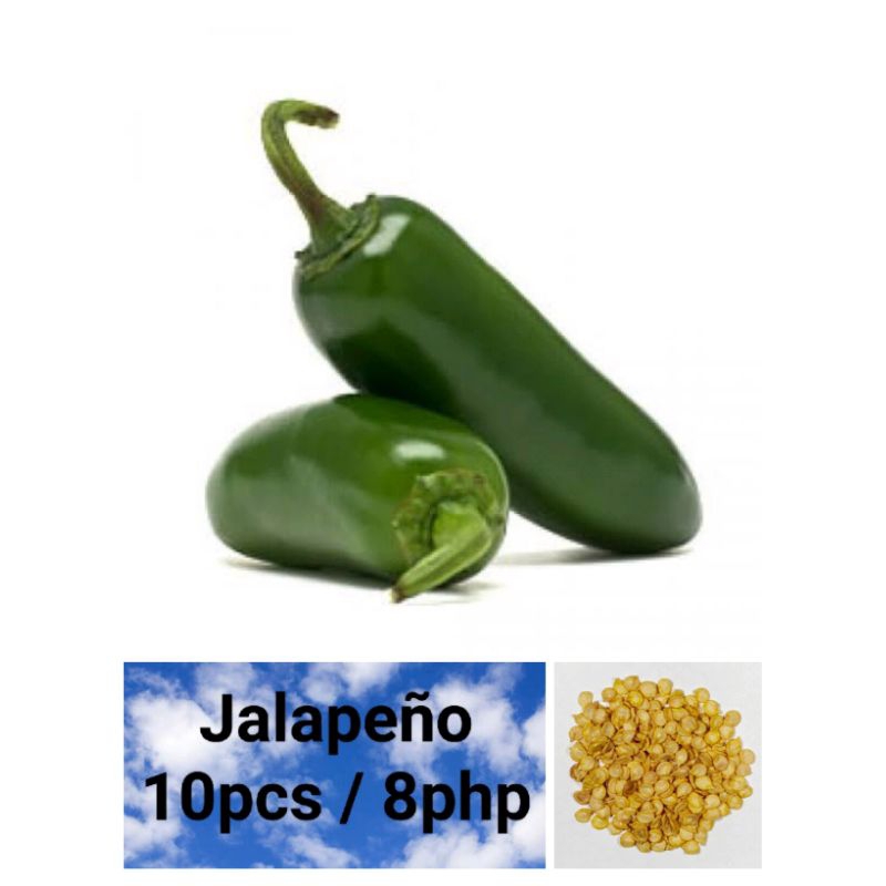 Jalapeño Seeds (10pcs) Shopee Philippines