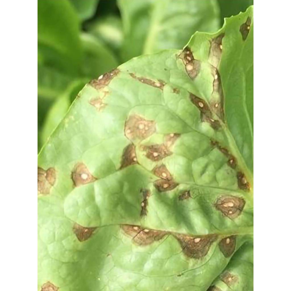 Fungus Removal and Prevention for Hydroponics Lettuce | Katanim ...
