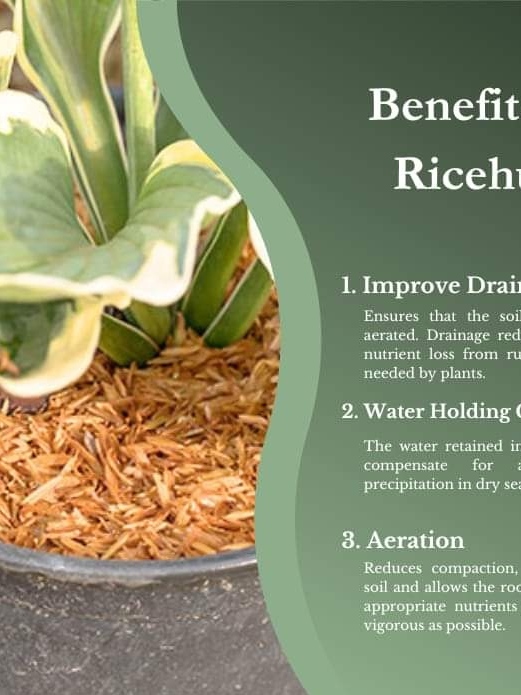 JOS 1kg Fresh Rice Hull for Potting Mix Soil | Shopee Philippines