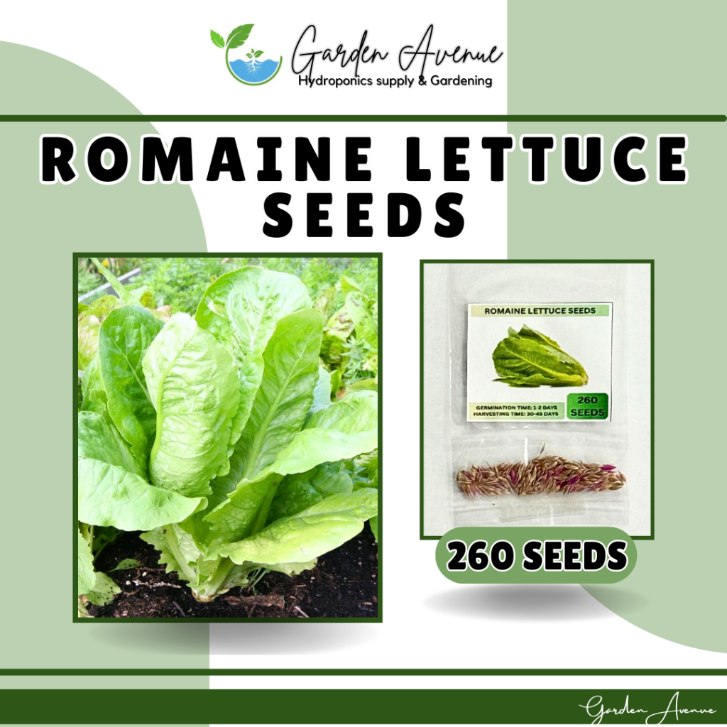 Seeds 500 Paris Island Cos Lattuga Romain 2017 (all Non-ogm Seeds - Foto 9