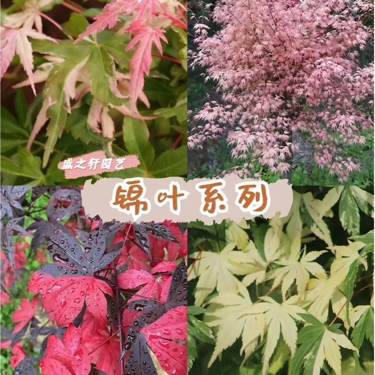 Private customization of rare maple tree varieties, find customer ...