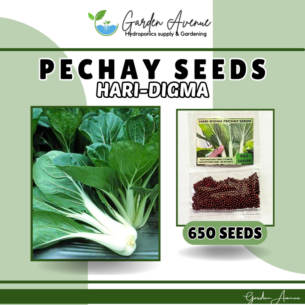 SULIT PACK! HARI DIGMA PECHAY SEEDS (650 SEEDS) - FOR PLANTING/EASY TO ...