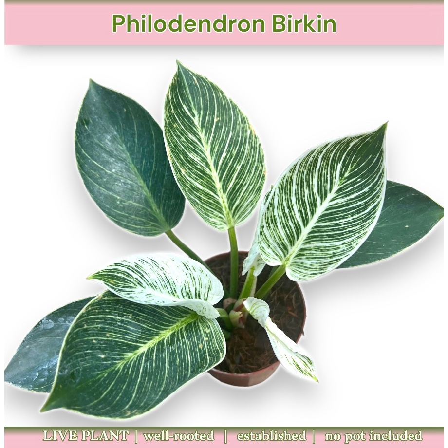 GBO Katrina: Philodendron Birkin Philo | Shopee Philippines