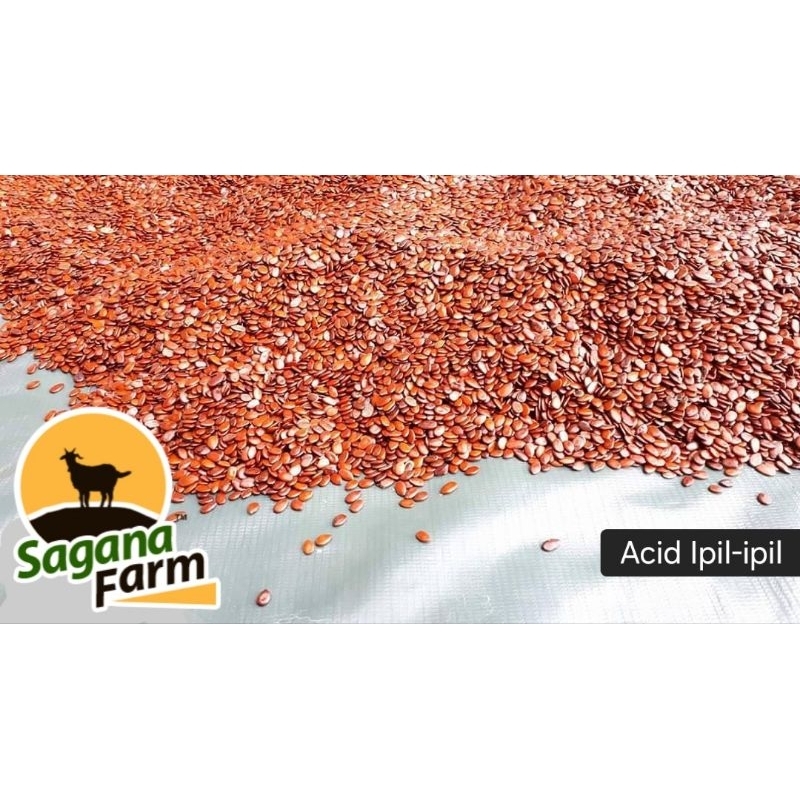 Acid Ipil Ipil Seeds (1kg) Nitrogen Fixing Forage Seeds (Leucaena ...
