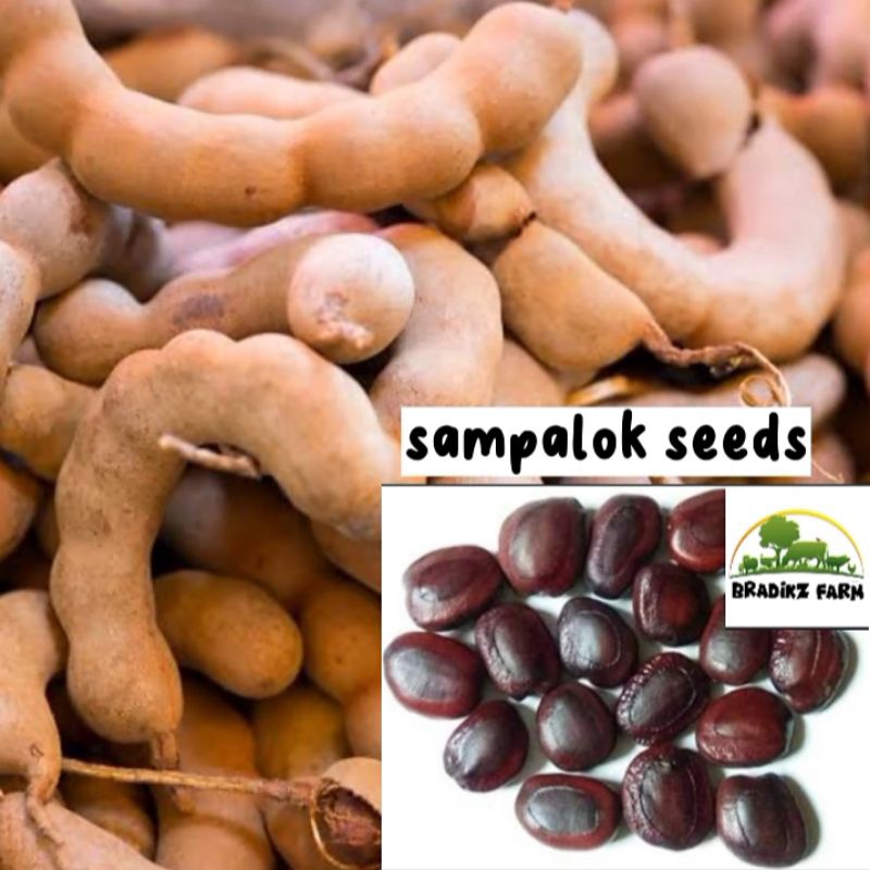 sampalok/tamarind seeds (5seeds/pack) | Shopee Philippines