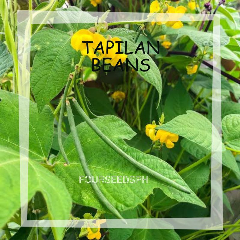 Tapilan beans, dungay ilocano | Shopee Philippines