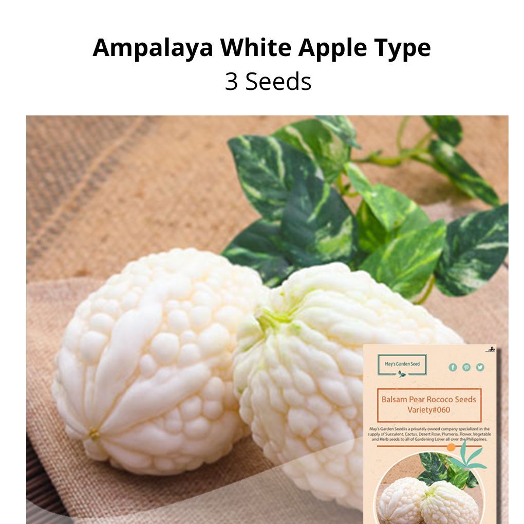 Ampalaya White Apple Type | Shopee Philippines