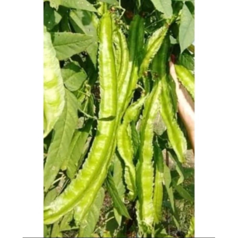 Hybrid Long Sigarilyas Winged Beans Long Seeds for planting High ...