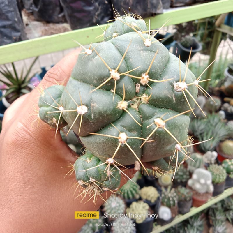 gymnocalycium buenekeri cactus | Shopee Philippines