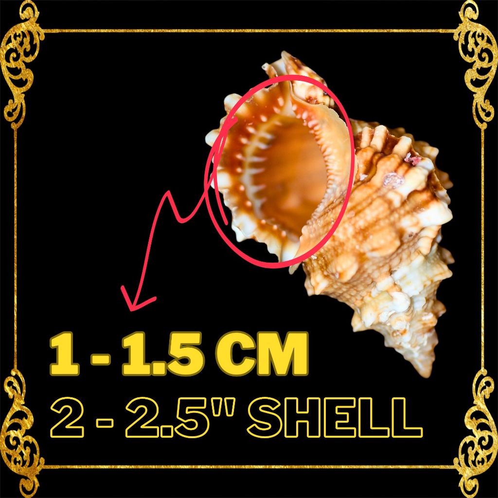 HERMIT CRAB SHELL : Bursa Rubeta | Tutufa Rubeta SEASHELLS | Shopee ...
