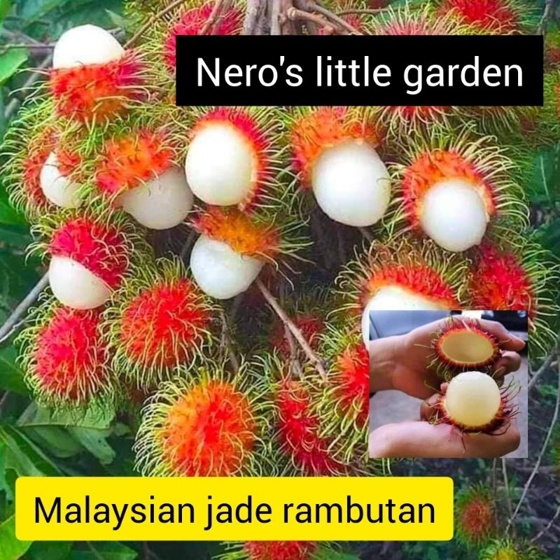 nero's Malaysian jade Rambutan grafted plant (3ft) | Shopee Philippines