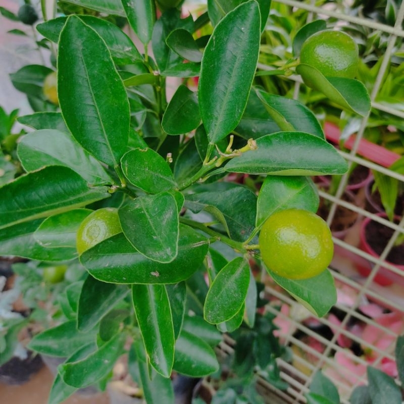 kalamansi tree with fruit(2 feet) | Shopee Philippines