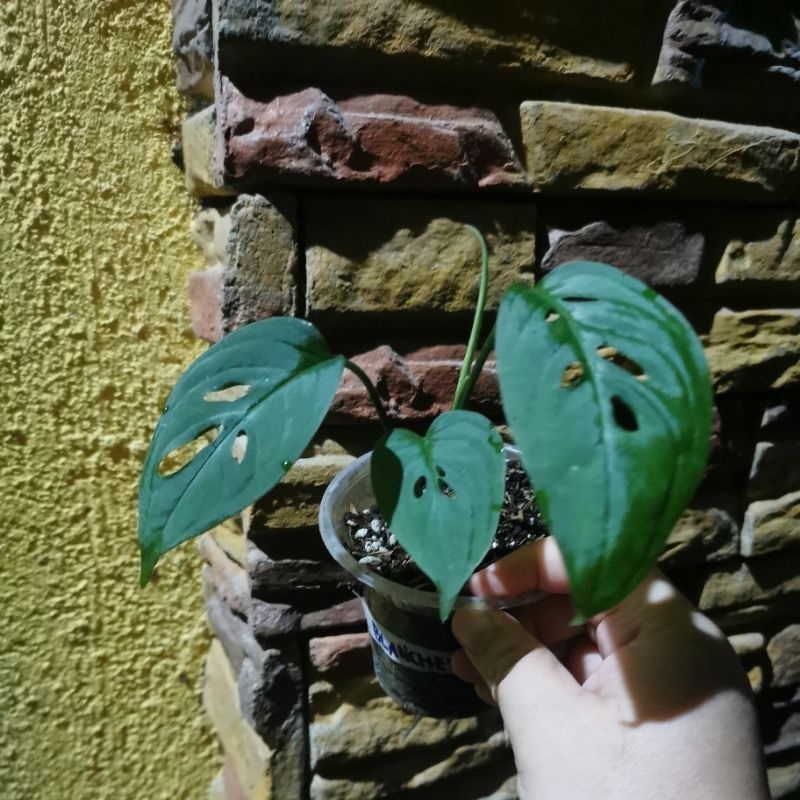 Monstera Blanchetii | Shopee Philippines