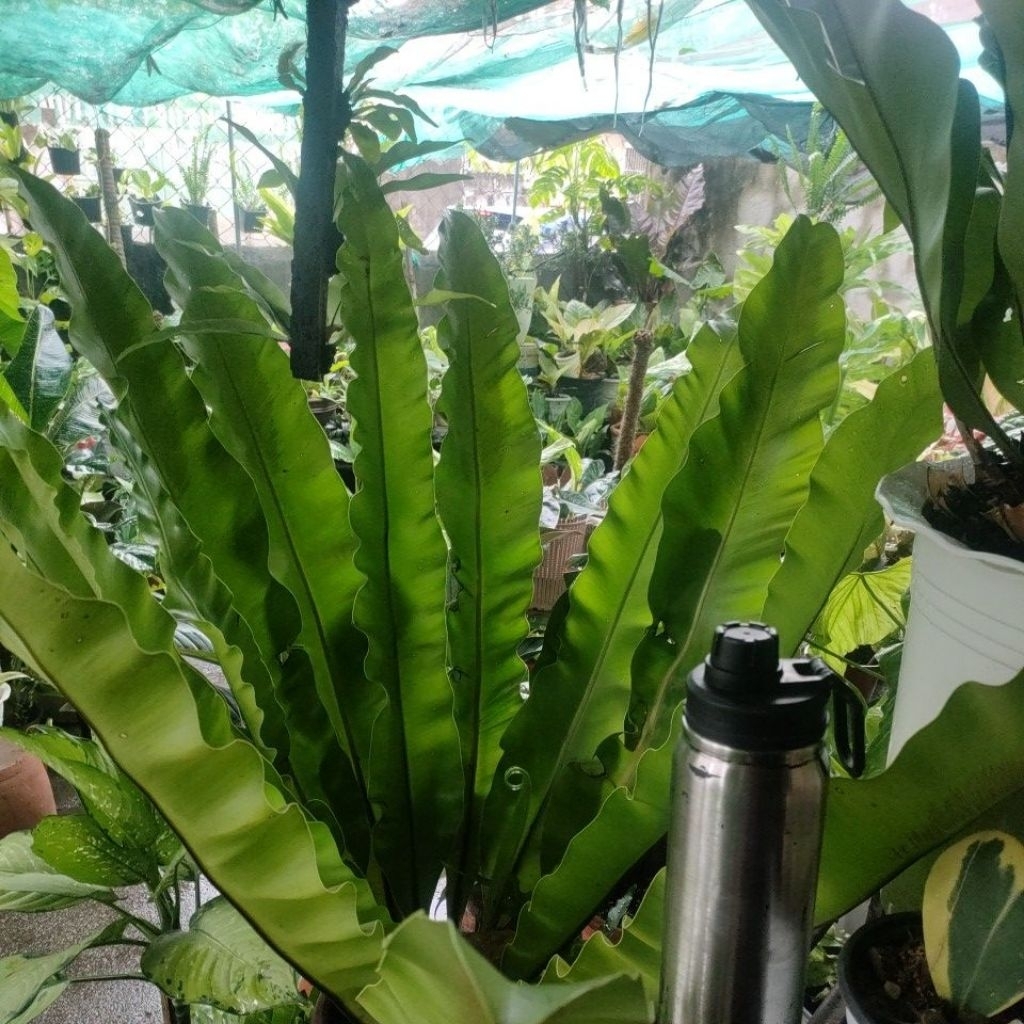 cococococo co only garden decorations | Shopee Philippines
