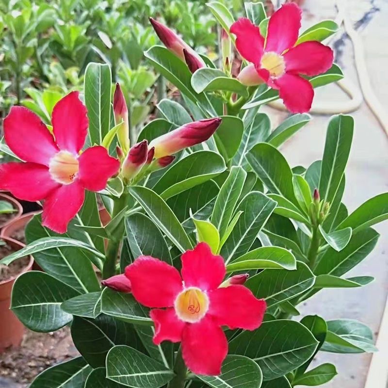 100 seeds Adenium Bonsai Double Petal Seeds High Germination with extra ...