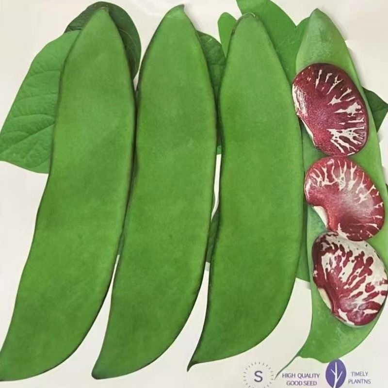 Shop patani beans for Sale on Shopee Philippines