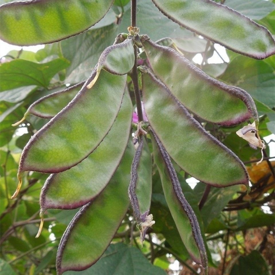 Shop bataw vegetable for Sale on Shopee Philippines