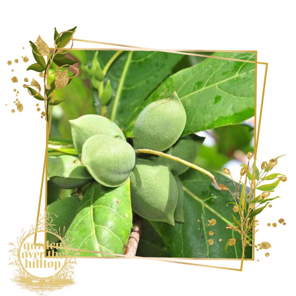talisay tree - Best Prices and Online Promos - Apr 2026 | Shopee ...