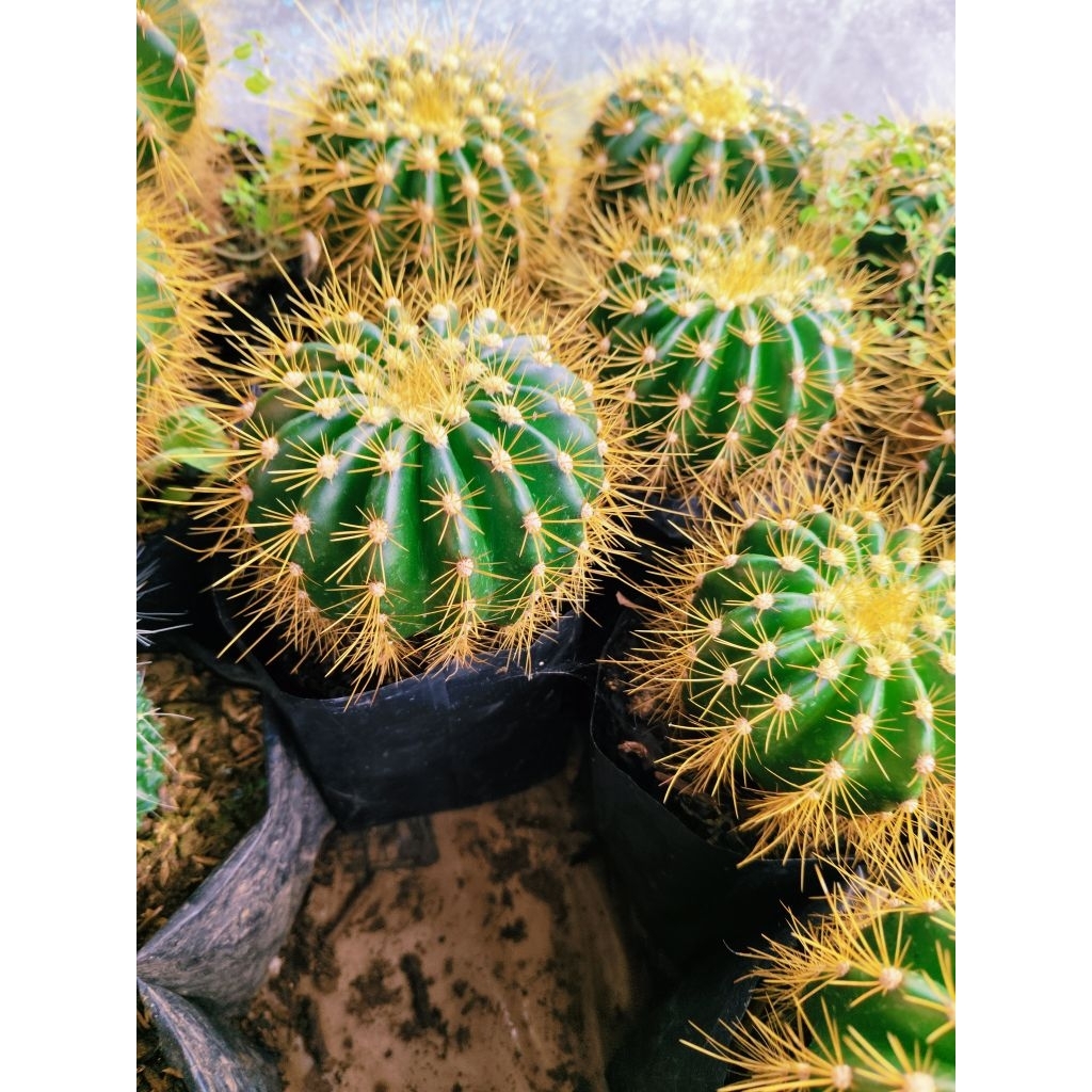 cactus (regular size) | Shopee Philippines