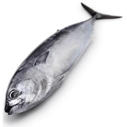 Fresh Tulingan (Skipjack Tuna) – 1kg | Metro Manila and Nearby Areas ...