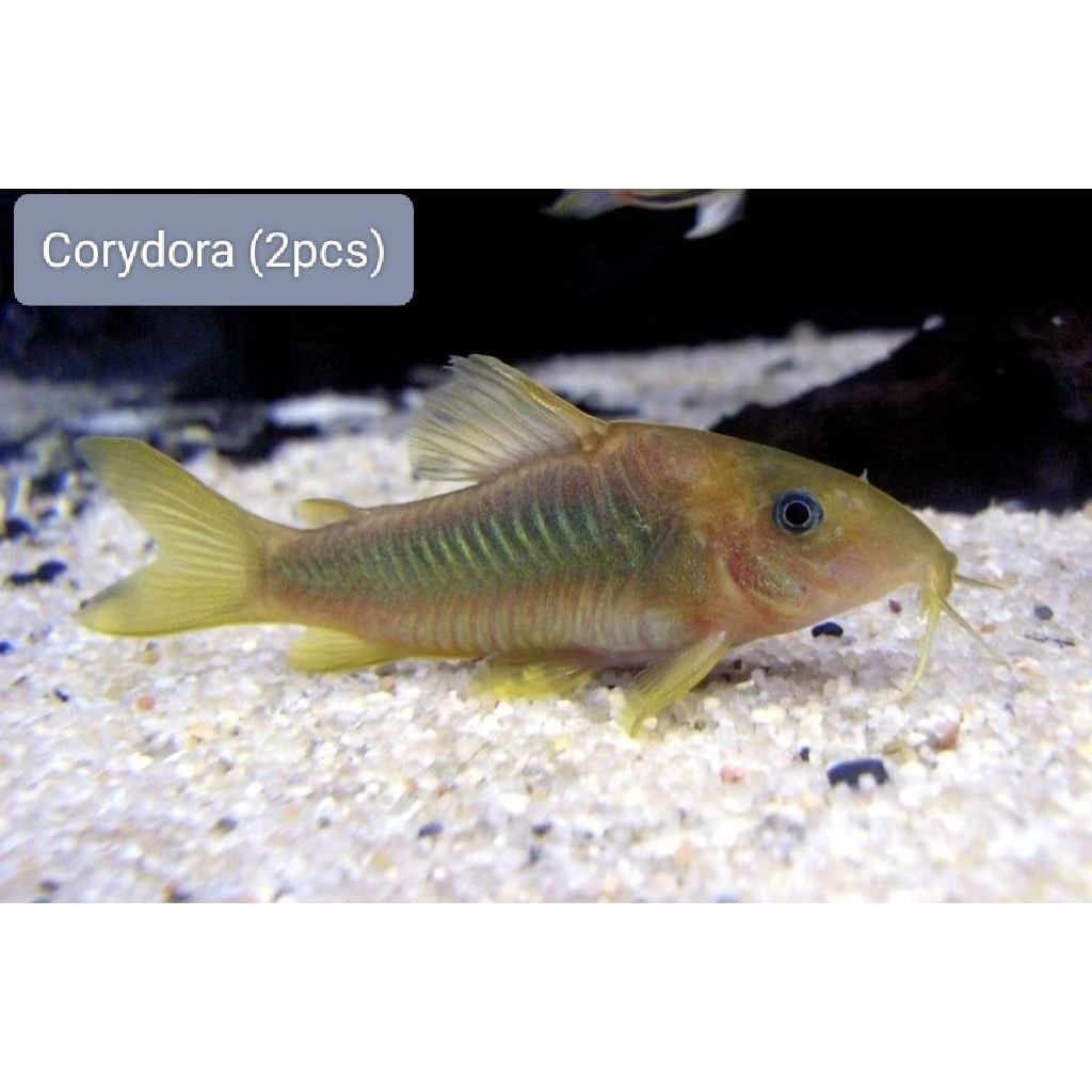 Sticker & Corydora (2pcs) | Shopee Philippines