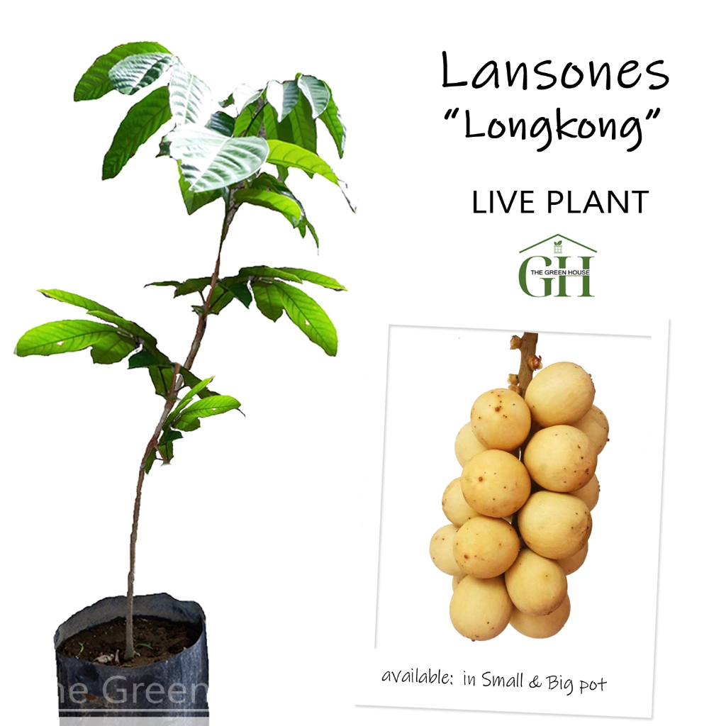 LANZONES GRAFTED Seedlings - Sizes: 20 to 30 inches tall. | Shopee ...