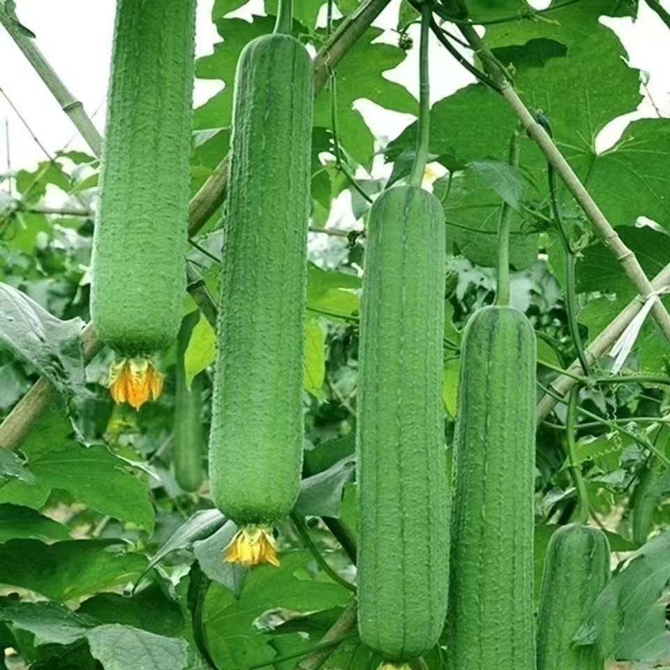 20 Pcs Patola Smooth Seeds /Pot Rattan Smooth Patola Vegetable seeds ...