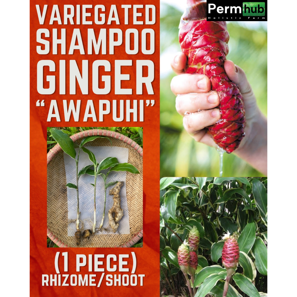 Variegated Shampoo Ginger 