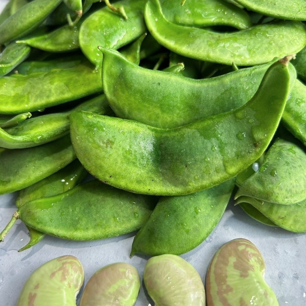 Shop patani beans for Sale on Shopee Philippines