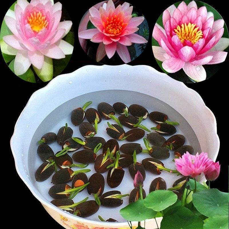 green bean seeds for planting Provider Green Bush Bean Seeds