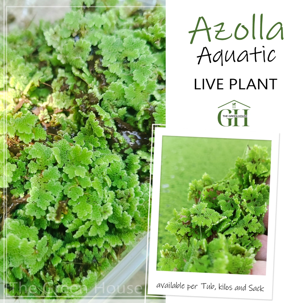 AZOLLA 2pcs tub 1000ml 75PESOS ONLY | Shopee Philippines