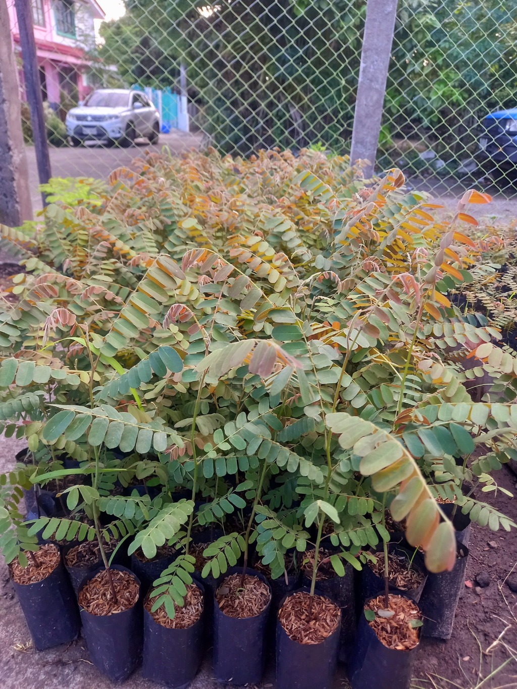Palawan Cherry Blossom (BALAYONG) Seedlings. | Shopee Philippines